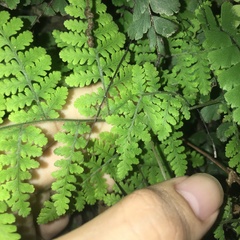 Hypodematium crenatum