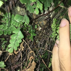 Hypodematium crenatum