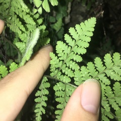 Hypodematium crenatum