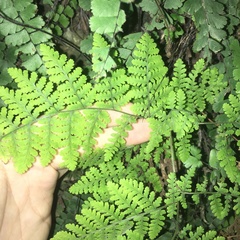 Hypodematium crenatum