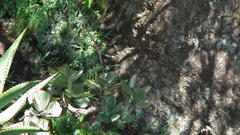 Cotyledon orbiculata oblonga