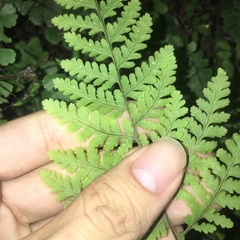 Hypodematium crenatum