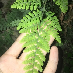 Hypodematium crenatum