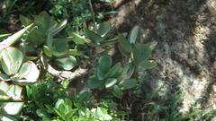 Cotyledon orbiculata oblonga