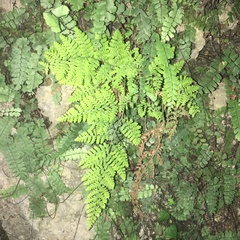 Hypodematium crenatum