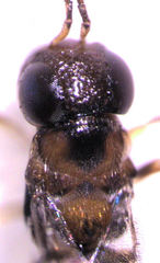 Encyrtus infelix