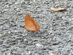 Charaxes bernardus
