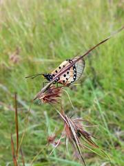 Acraea neobule neobule