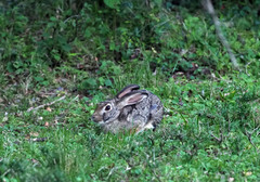 Lepus victoriae