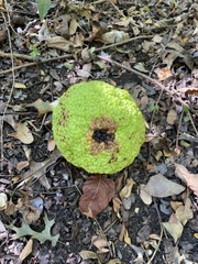 Maclura pomifera