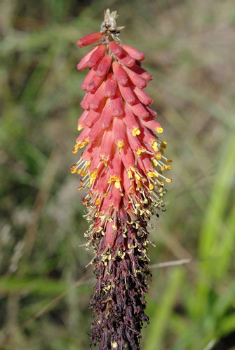 Eswati Poker (Kniphofia umbrina)