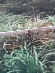 Gynacantha ryukyuensis