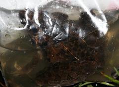 Ptychadena oxyrhynchus