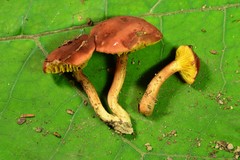 Phylloporus leucomycelinus