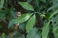 Melicope pteleifolia