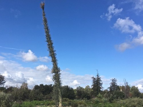 Boojum tree