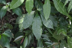 Melicope pteleifolia