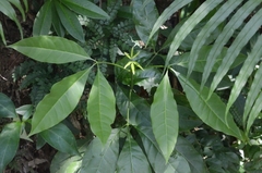 Melicope pteleifolia