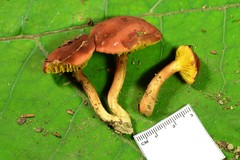 Phylloporus leucomycelinus