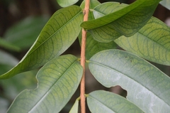 Cratoxylum cochinchinense