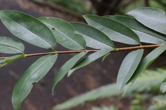Cratoxylum cochinchinense