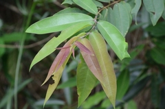 Cratoxylum cochinchinense