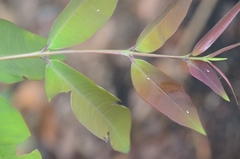 Cratoxylum cochinchinense