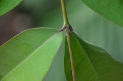 Cratoxylum cochinchinense