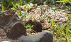 Arvicanthis nairobae