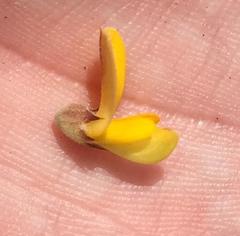 Aspalathus hirta hirta