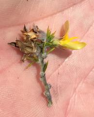 Aspalathus hirta hirta