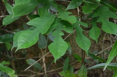 Artocarpus hypargyreus