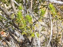 Aspalathus hirta hirta