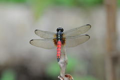 Hadrothemis defecta