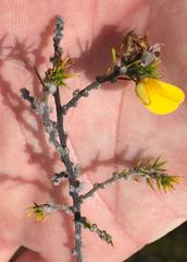 Aspalathus hirta hirta