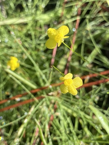 Utricularia subulata image
