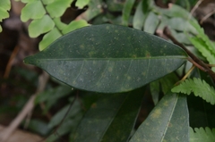 Ficus variolosa