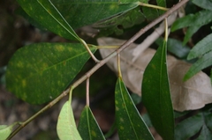 Ficus variolosa