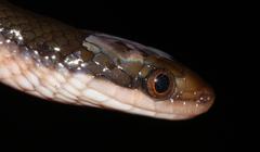Common Brown Water Snake photo 2