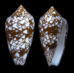 Conus archiepiscopus