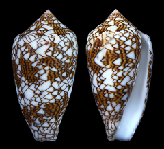 Conus archiepiscopus