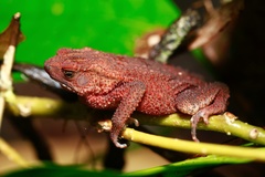 Ingerophrynus quadriporcatus