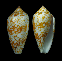 Conus archiepiscopus
