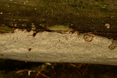 Dentocorticium portoricense