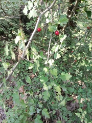 Crataegus