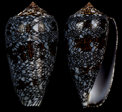 Conus archiepiscopus