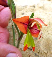Gladiolus speciosus