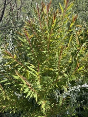 Hypericum canariense