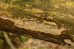 Dentocorticium portoricense