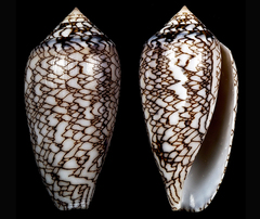 Conus archiepiscopus